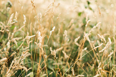 Summer sunny meadow. In the clearing there is a lush green grass with tall fluffy spikelets, permeated with sunlight.の写真素材