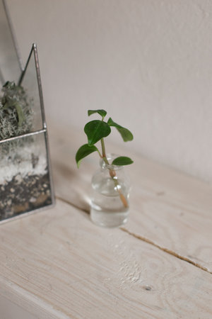 Plants in glassware. Seedlings in a flask. Green plants in a glass flask.の写真素材