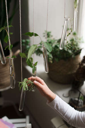 Plants in glassware. Seedlings in a flask. Green plants in a glass flask.の写真素材