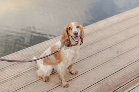 A healthy spaniel dog on a leash sits by the water. The dog stuck out its tongue. The dog looks into...
