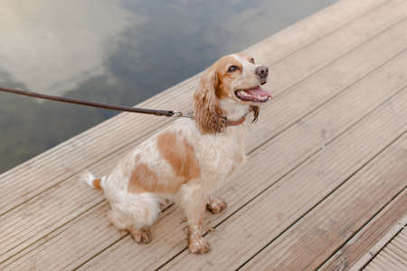 Healthy spaniel dog on a leash. The dog stuck out its tongue. The dog looks up to the sky.の写真素材