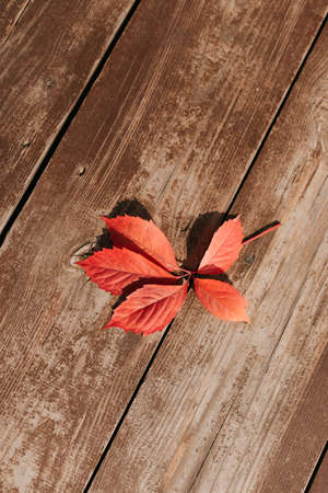 Autumn Leaves over wooden background. Autumn nature.