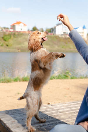 Spaniel dog stands on its hind legs. The dog obeys commands. The dog walks in nature.の写真素材