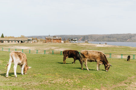 a herd of cows graze in the meadowの写真素材
