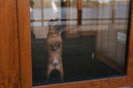 small dog looks through the window. Lovely pets. Brown dogの写真素材