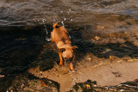 a small dog runs along the shore. Lovely pets. Brown dogの写真素材