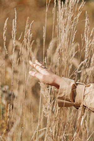 female hand on the background of autumn earsの写真素材