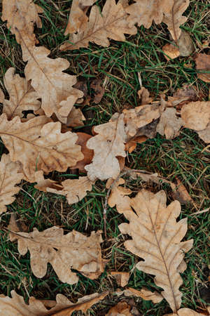 dirty autumn leaves close up lie on the ground autumn landscapeの写真素材