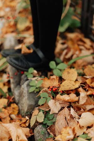 legs on the background of autumn foliage close-up autumn landscapeの写真素材