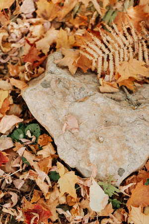 autumn leaves close-up lie on the ground in the park autumn landscapeの写真素材