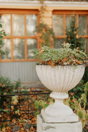 yellow autumn leaves in an old white flower bed autumn landscapeの写真素材