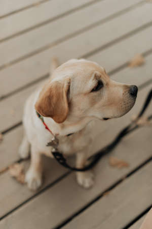 beautiful little labrador puppy on a leash close upの写真素材