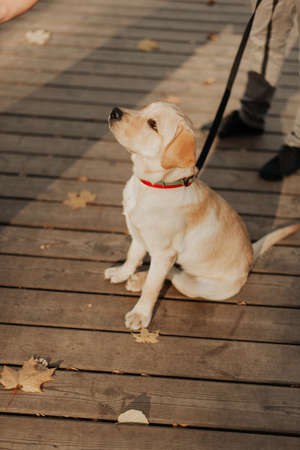 beautiful little puppy walks on a leash with his ownersの写真素材