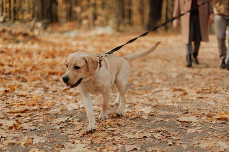 handsome labrador walks in the autumn forest on a leashの写真素材
