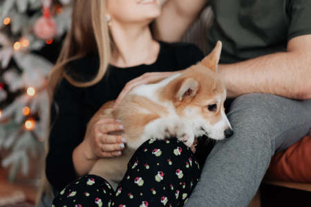 a small beautiful corgi dog sits in the arms of its ownersの写真素材