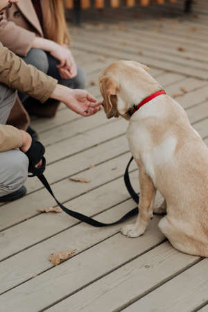 owners feed their beautiful dog white labrador close-upの写真素材