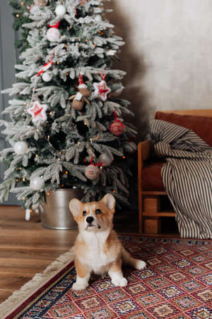 small beautiful corgi dog sitting on the floor in the new year atmosphereの写真素材