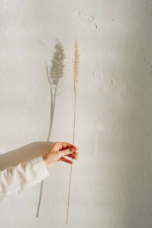minimalistic dried flower and its shadow on the background of a white wall and a woman's handの写真素材