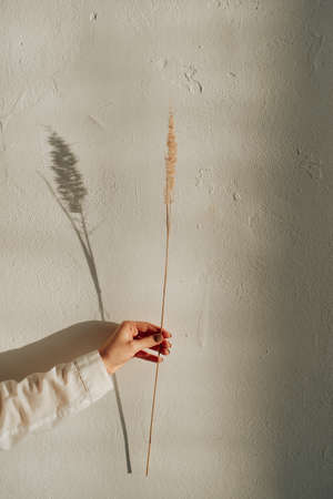 minimalistic dried flowers on the background of a white wall in female handsの写真素材