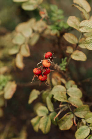 red rose hips close up on a bush wildlifeの写真素材