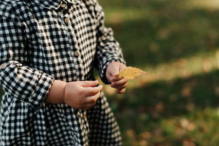 little girl in a plaid dress holding an autumn leafの写真素材