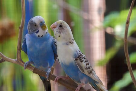 Two budgies are talking togetherの写真素材