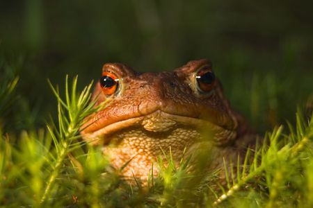 Head of the big brown frog lying in herbの写真素材