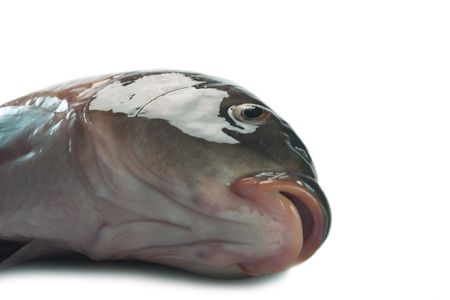 Big freshwater living fish on white backgroundの写真素材