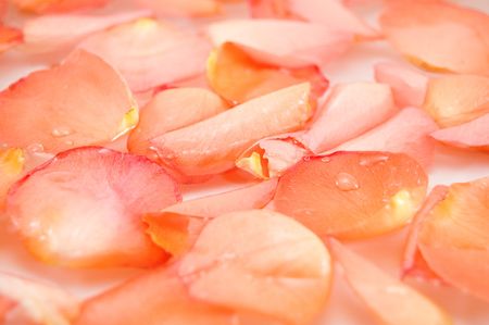 rose petal of the roses in waterの写真素材