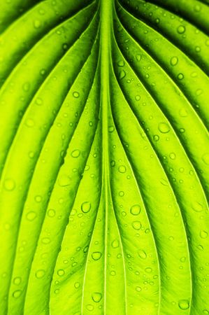green sheet background with raindropsの写真素材