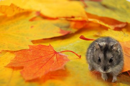 mouse on autumn leaf closeupの写真素材