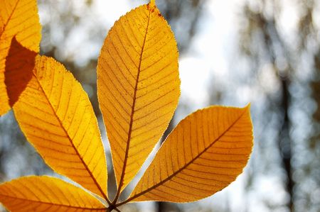 orange leaf of chestnut closeupの写真素材