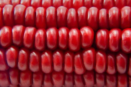 the red corn  close upの写真素材