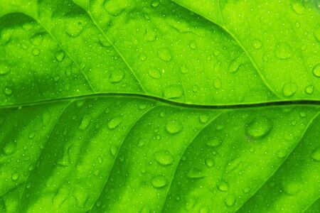 green sheet background with raindrops