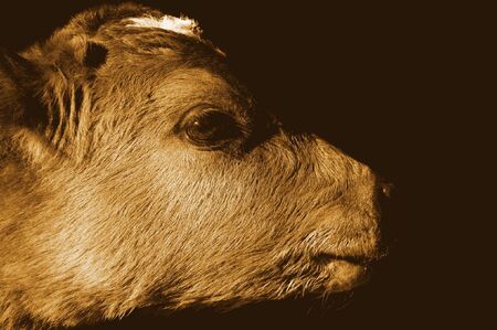 small cow isolated on blackの写真素材