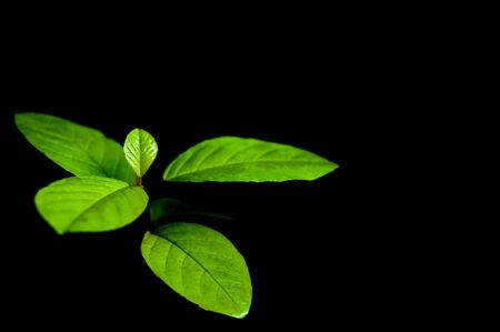 small tree isolated on blackの写真素材