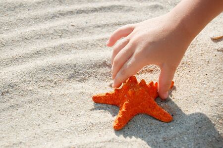 red starfish in child handの写真素材