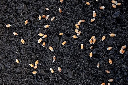 seeds of wheat in growsの写真素材