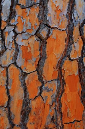 textured orange pine close upの写真素材