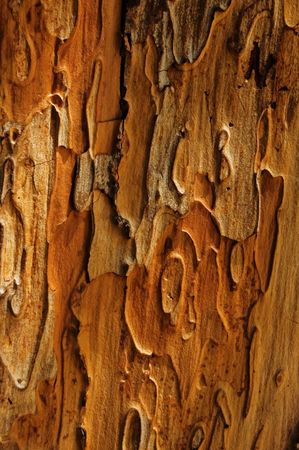 textured old wood close up