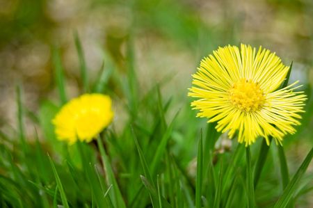 two yellow flowers close up