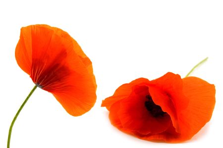 two poppy flower isolated on whiteの写真素材