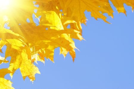 yellow autumn leaf on blue sky background