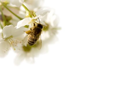 bee in cherry flover isolatedの写真素材