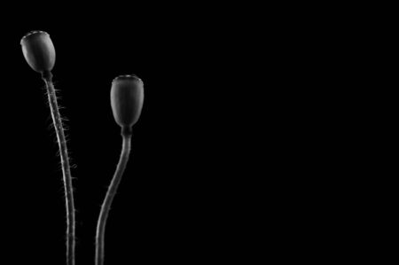 black and white poppy budの写真素材