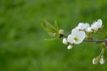 cherry flower on green backgroundの写真素材
