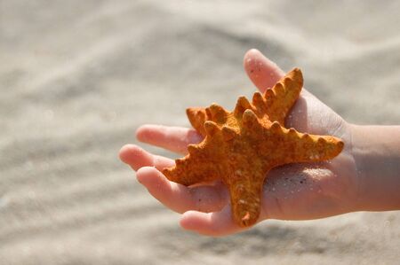 red starfish in child handの写真素材