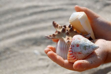mollusk cockleshell in child hands