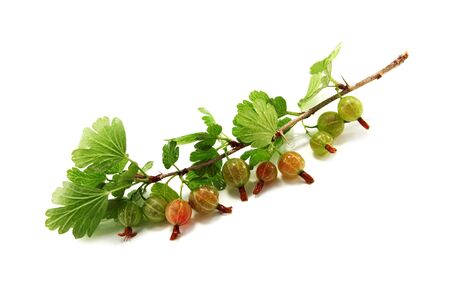 gooseberries isolated on white backgroundの写真素材