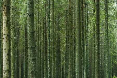 pine woods in forest close up